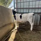 حسيله هولنديه طيبه