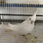 كروان البينو ( انتهى العرض )