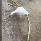 دجاجه فارسي