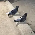 جوز تركي اخضر غره