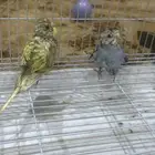 2 طيور بادجي (( طيور الحب )) (( للتبني عاجل ))