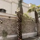 تكريب وتنظيف وزراعه جميع انواع النخيل العربي والواشنطونيا