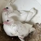 فراخ حمام فرنسي