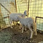ضان لبيع