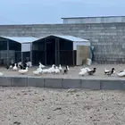 بط بكيني للبيع