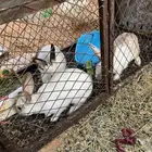 للبيع ارانب   بطه