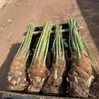 صقعي مطوق احمر