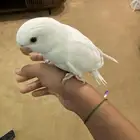 طير دره البينو