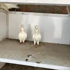 حمام بلجيكي وهندي رقاص