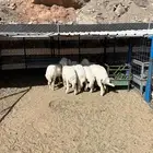 طليان ورخال حريه وطليان سواكن ( البيع تفريد )