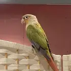 كنيور اناناس اليف ( تم البيع )