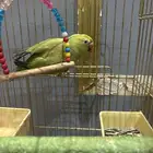 ببغاء درة انثى مع القفص