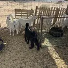 اللبيع تيس