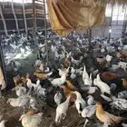دواجن للبيع