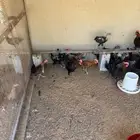 ديكة بلدي للبيع