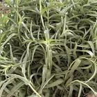 حبق طازة وإكليل الجبل وميرمية طازة وجافة ودقة حبق ودقة كزبر