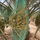 تمر في النخل
