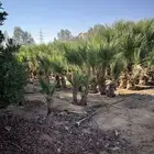 واشنطوني متفاوت الاطوال