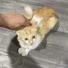 قط شيرازي ذكر