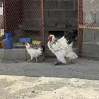 ديك براهما