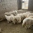 طليان للبيع العدد 14