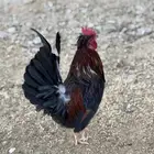 ديك عربي أفرق مقبع - 6 أشهر