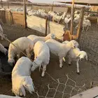 للبيع غنم حريات وسواكن وتيوس