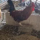 ديك للبيع