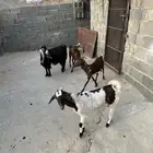 ماعز للبيع