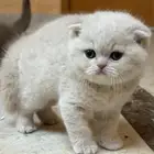 سكوتش فولد كريمي ذكر تم الحجز