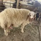 رغوث نعيميه تحته خرووف. حايل. بقعا