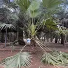 نخل واشنطني احجام مختلفه