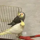 زوج كروان كوكتيل
