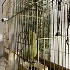 ببغاء درة انثى