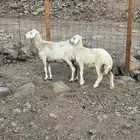 نعجة يتبعها رخله