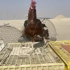 ديك باكستاني