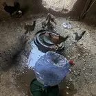 دجاج للبيع