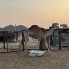 بكره لقية