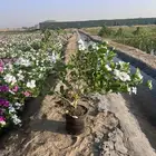 بفته ( ونكا) هولندي وبلدي مركن 20