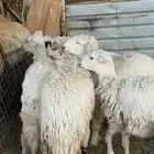 رحال حرية العدد 6 للبيع