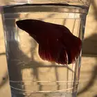 سمك فايتر احمر وأزرق