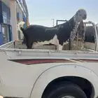 عنز نادره