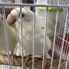 روز