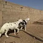 للبيع خرفان طيبات