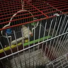 زوج طيور مع قفص جديد واكلهم
