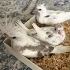 فروخ كروان ( بصمات - وبايد ) تصنيفات جميلة