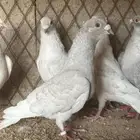 زاجل بارلس
