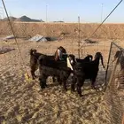 تيوس و جفار ذبايح ثلاجه جايه من البر حلال نظيف يوجد توصيل