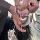 شاه نجديه حايل