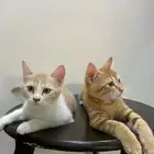قطط للتبني